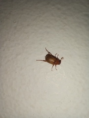 Coleoptera