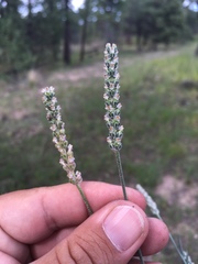 Plantago argyraea