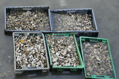 Saccostrea cuccullata