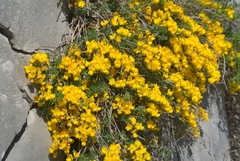 Cytisus ardoinoi