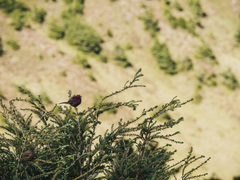 Carpodacus formosanus