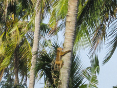 Macaca