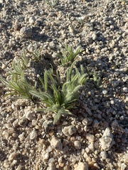 Johnstonella angustifolia