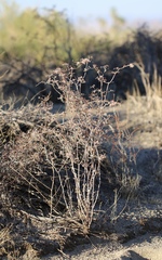 Eriogonum plumatella
