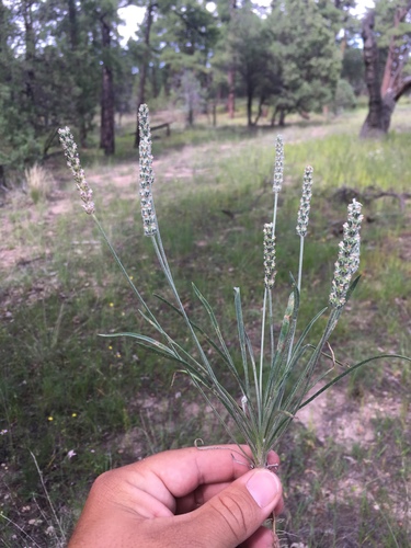 Plantago argyrea