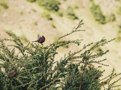 Carpodacus formosanus