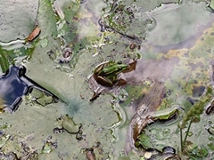 Pelophylax fukienensis