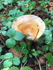 Lactarius scrobiculatus