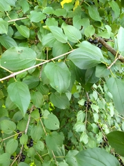 Rhamnus cathartica