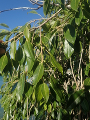 Ficus marmorata