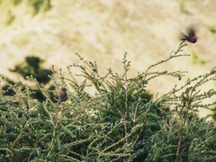 Carpodacus formosanus