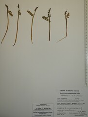 Botrychium ascendens