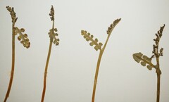 Botrychium ascendens