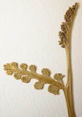 Botrychium ascendens