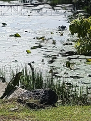 Tigrisoma mexicanum