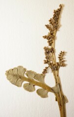 Botrychium ascendens