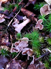 Craterellus undulatus