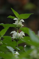 Lamium album