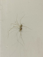 Pholcus phalangioides