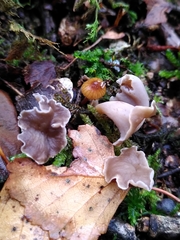 Craterellus undulatus