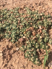 Guilleminea densa