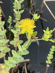 Hypericum myrtifolium