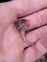 Craterellus undulatus