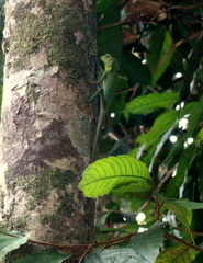 Bronchocela cristatella