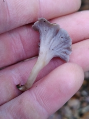 Craterellus undulatus