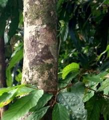 Bronchocela cristatella