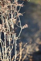 Eriogonum plumatella