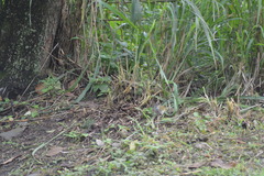 Arremonops conirostris