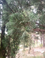 Cupressus sempervirens