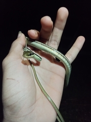 Dendrelaphis pictus