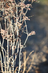 Eriogonum plumatella