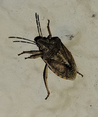 Thyanta custator accerra