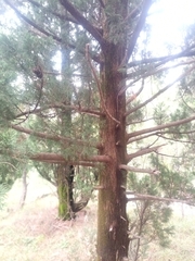 Cupressus sempervirens