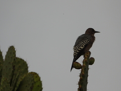 Melanerpes hypopolius