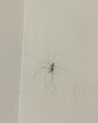 Pholcus phalangioides