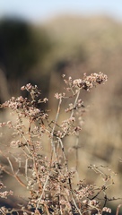 Eriogonum plumatella