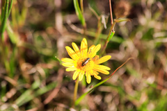 Neoeutrapela