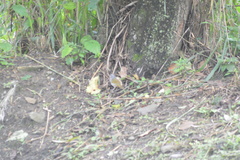 Arremonops conirostris