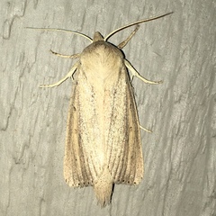 Globia oblonga