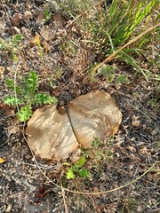 Haemanthus sanguineus