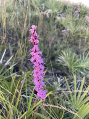 Liatris quadriflora