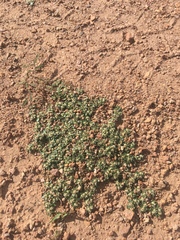 Guilleminea densa
