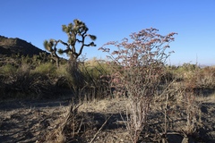 Eriogonum plumatella