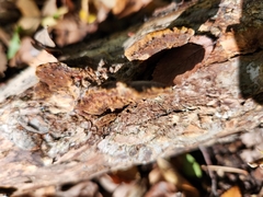Fuscoporia gilva
