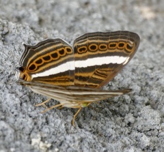 Cyrestis strigata