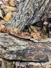 Fuscoporia gilva